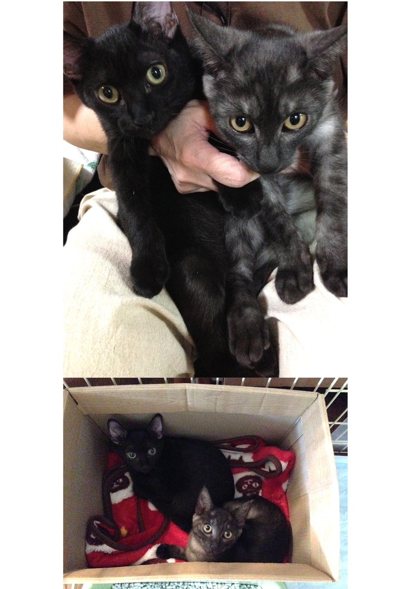 そういえば、報告が遅れましたが…
昨年父（社長）が猫が欲しい！と駄々をこねた為、猫が二匹増えたのですが
