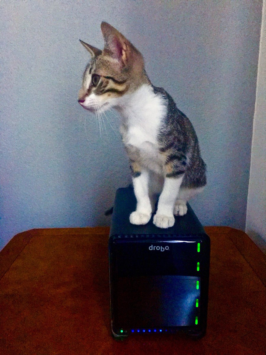 drobo's tweet image. Drobo saves you from data loss CATastrophe. RT if you need a Drobo right meow! #InternationalCatDay