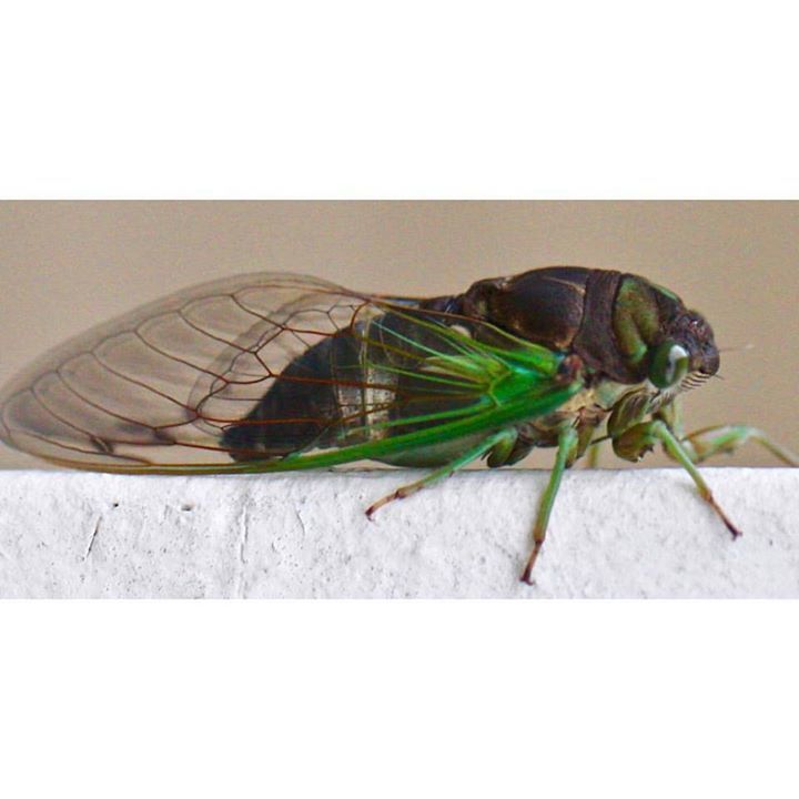 4bryan's tweet photo. Something I found outside... #Cicada #nature #insect #nofilter #canon100mm #macro #100mmm… https://t.co/JDT0hMVABE https://t.co/c5CdVPf555