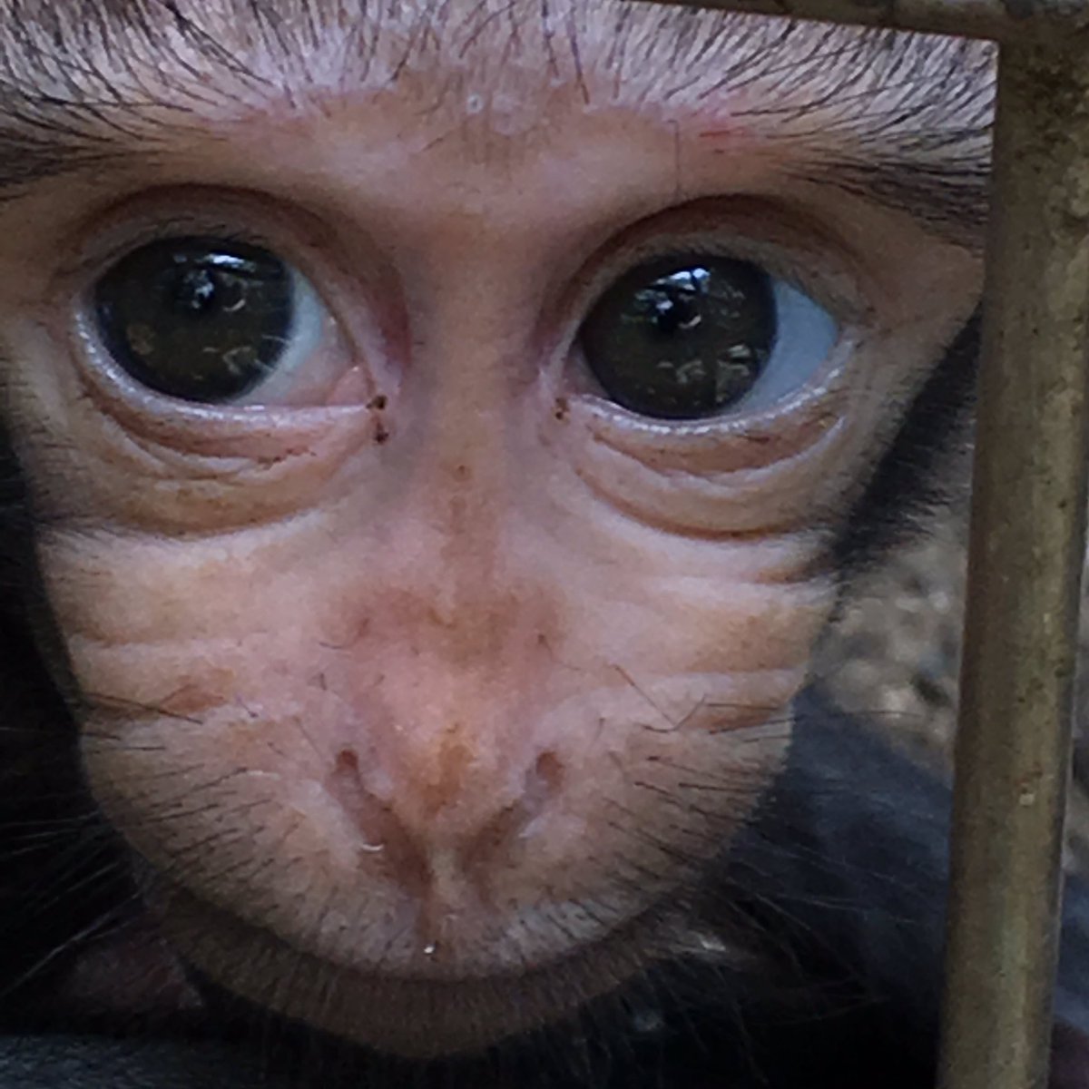 Uzivatel 千葉市動物公園 公式 Na Twitteru クロザルの赤ちゃん 接写パート2 キューピーさんみたいです 飼一 Chibazoo Uzivatel 千葉市動物公園 公式 Na Twitteru クロザルの赤ちゃん 接写パート2 キューピーさんみたいです 飼一 Chibazoo