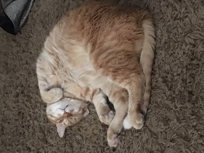 Today is #InternationalCatDay here is a today pic of my Monty😂🙌 https://t.co/3PQaMDUhbG<a href="/tag/internationalcatday"class="tags">#InternationalCatDay</a>