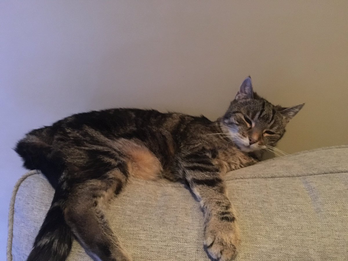 KimaKarma's tweet photo. I told Paka it was #InternationalCatDay - she's more #excited than she looks #kittywhipped #lazy #cat #KimaKarma https://t.co/Y5k2liVtZO
