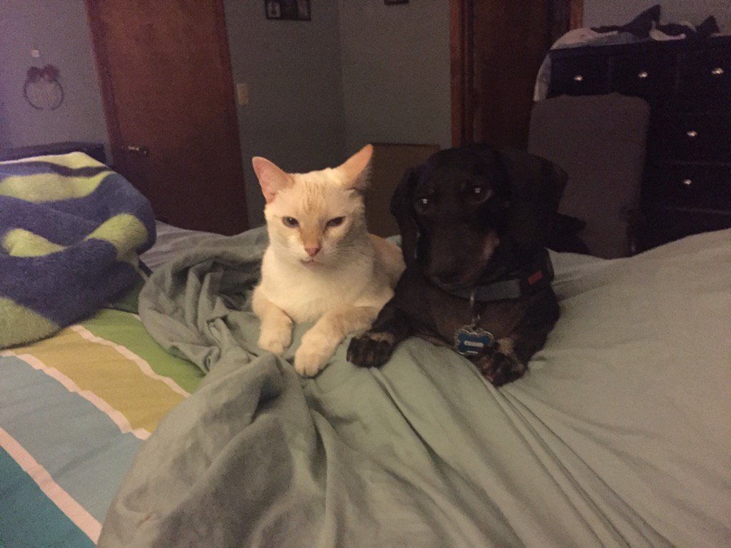 mmmsnooky's tweet photo. They know no color. They no difference. They are friends to the end. https://t.co/Pv51B6HL0Y
