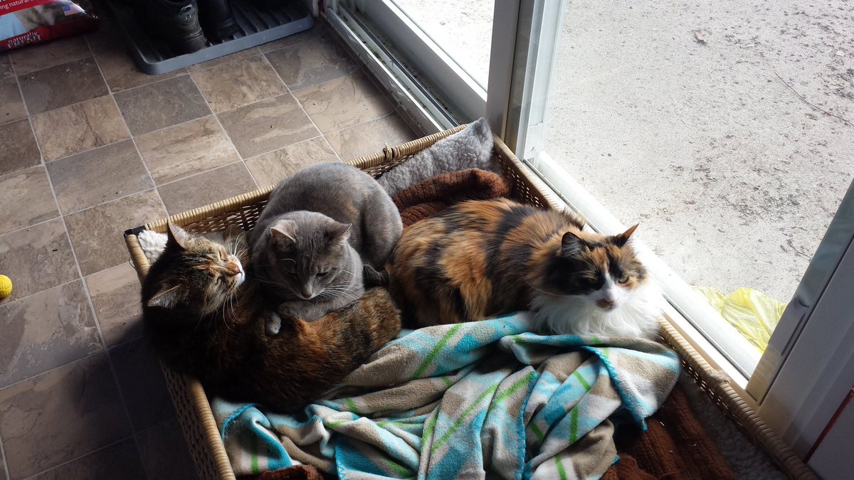 Ninka1372's tweet photo. Happy #InternationalCatDay #CatsOfTwitter #cats #catpuddle https://t.co/3tvYa07Any