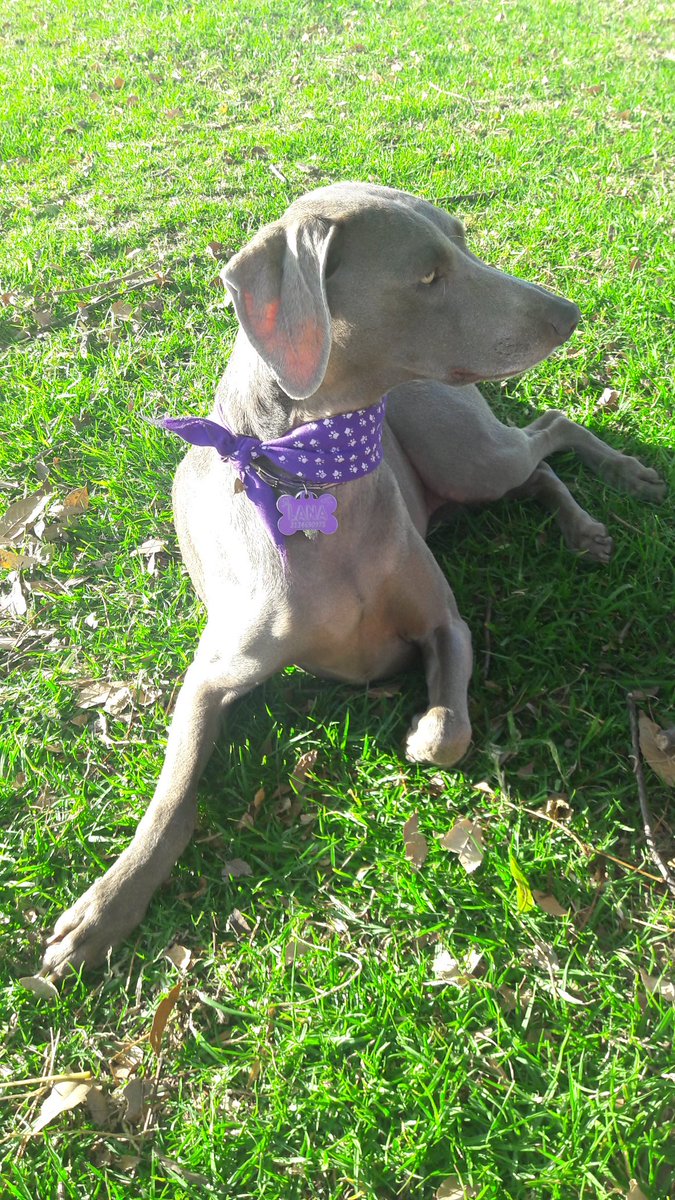 kskinnerc's tweet image. Lana es mi vida! @sonyxperiaco #XperiaX #StreetDogModels