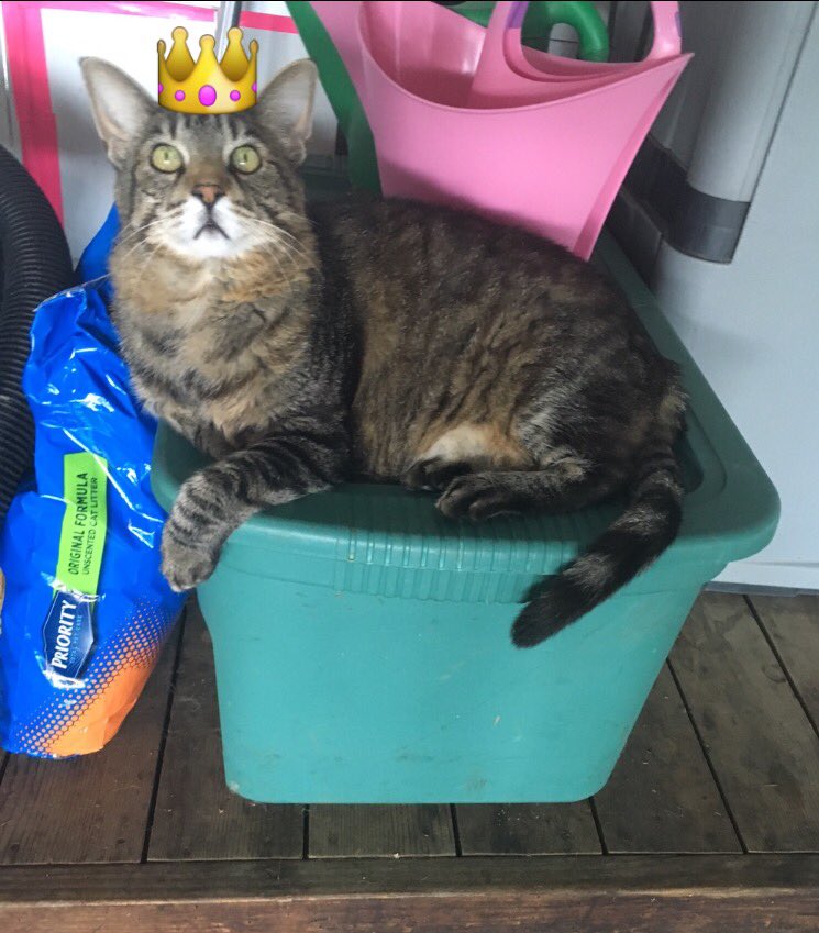 TboneThePhatCat's tweet photo. Sorry I haven't tweeted much lately, neighborhood friends. 

Being King isn't easy 
#BowDown #MeowDown https://t.co/0mnVymlcCV