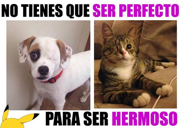 Animalesmsjs's tweet image. — Simplemente hermoso.
— #Adopta 😍💓✋🐶🐱