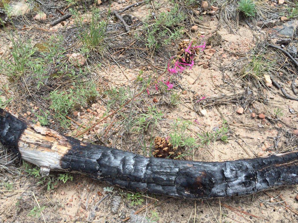 jlschuster827's tweet photo. Hiked to Final Cape #grandcanyon #Fypyes #fullerfire @nprscottsimon Look how the flower grows so near burnt wood https://t.co/z0X2iDfv0Q