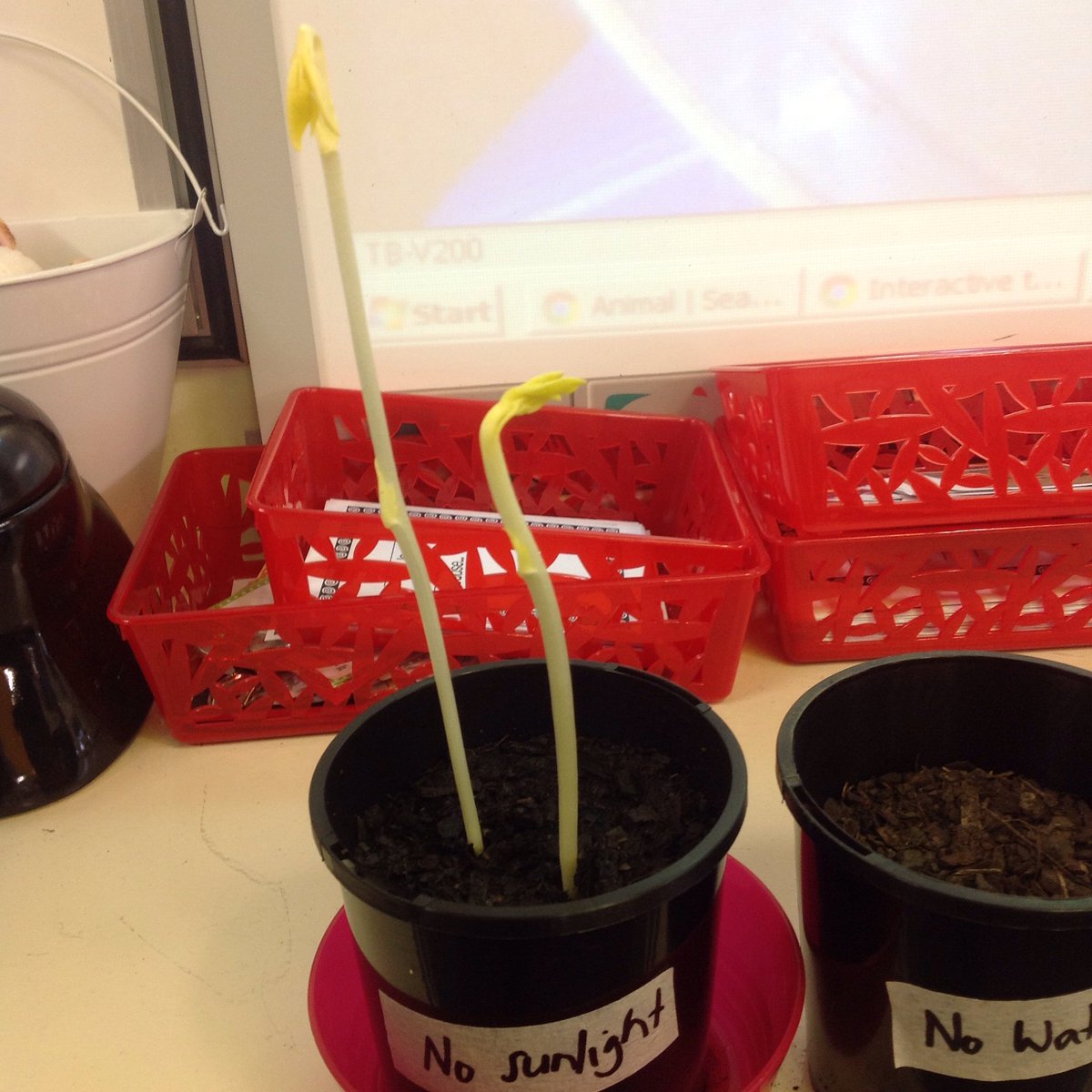 4_5TDGGLPS's tweet photo. Being scientists and making observations. We've changed 1 variable for our plants and are making comparisons @GGLPS https://t.co/6Ub5nu4hQZ