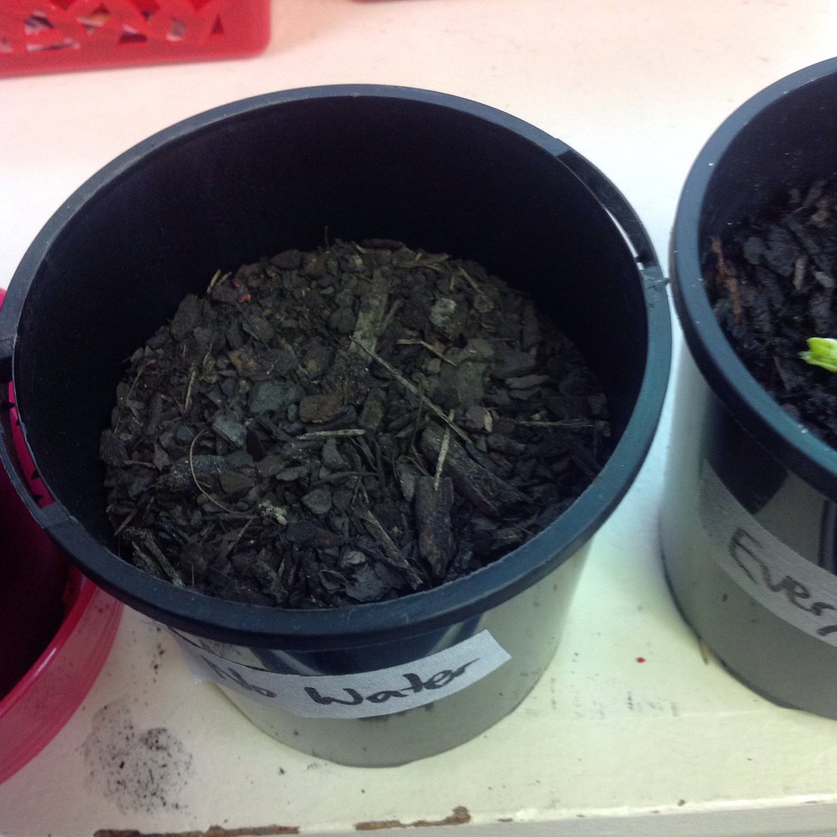 4_5TDGGLPS's tweet photo. Being scientists and making observations. We've changed 1 variable for our plants and are making comparisons @GGLPS https://t.co/6Ub5nu4hQZ