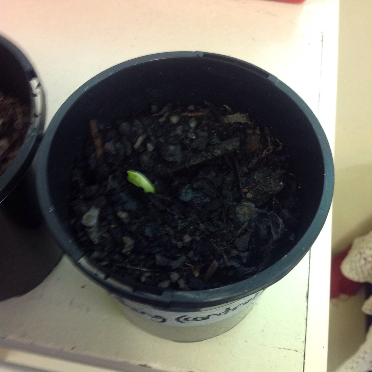 4_5TDGGLPS's tweet photo. Being scientists and making observations. We've changed 1 variable for our plants and are making comparisons @GGLPS https://t.co/6Ub5nu4hQZ