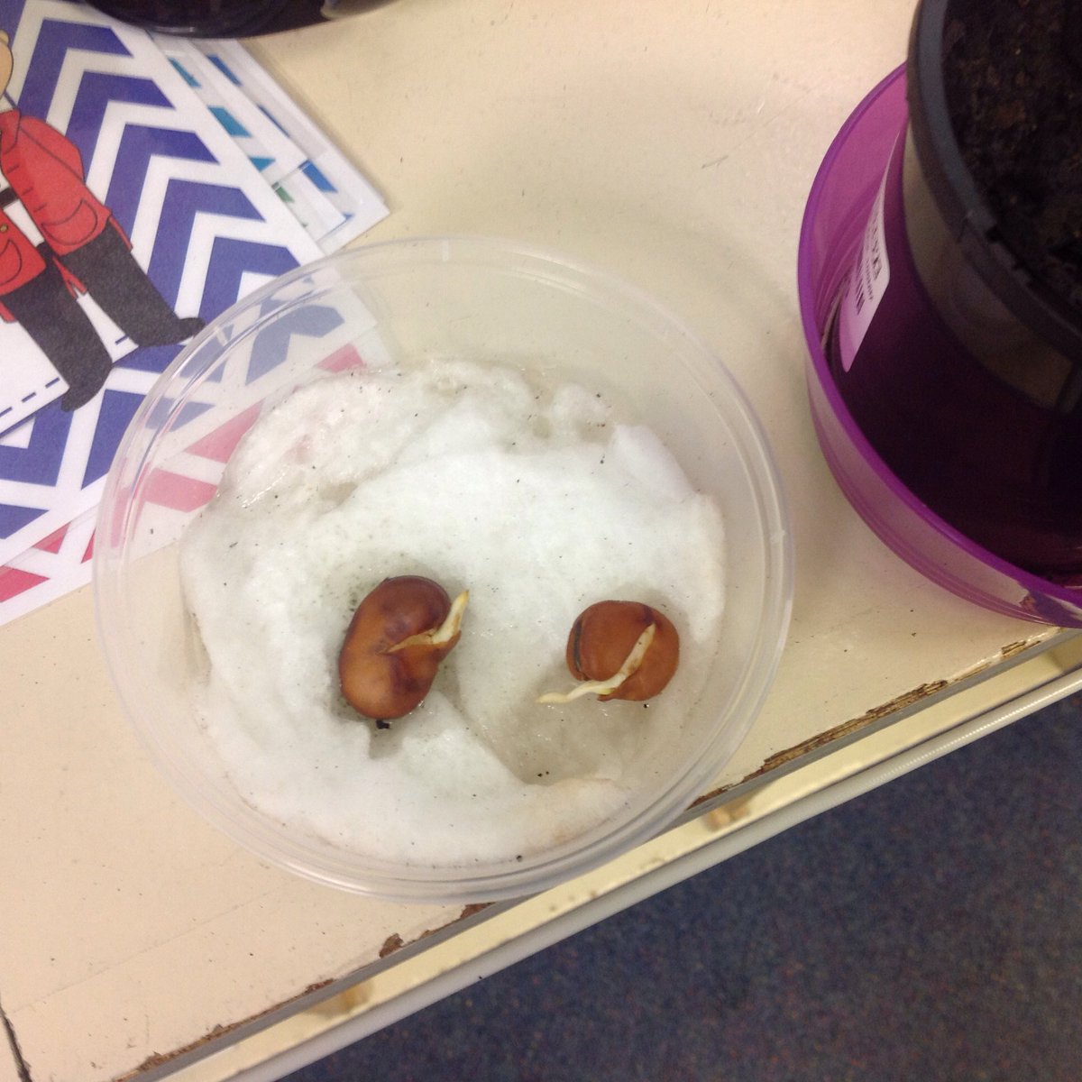 4_5TDGGLPS's tweet photo. Being scientists and making observations. We've changed 1 variable for our plants and are making comparisons @GGLPS https://t.co/6Ub5nu4hQZ