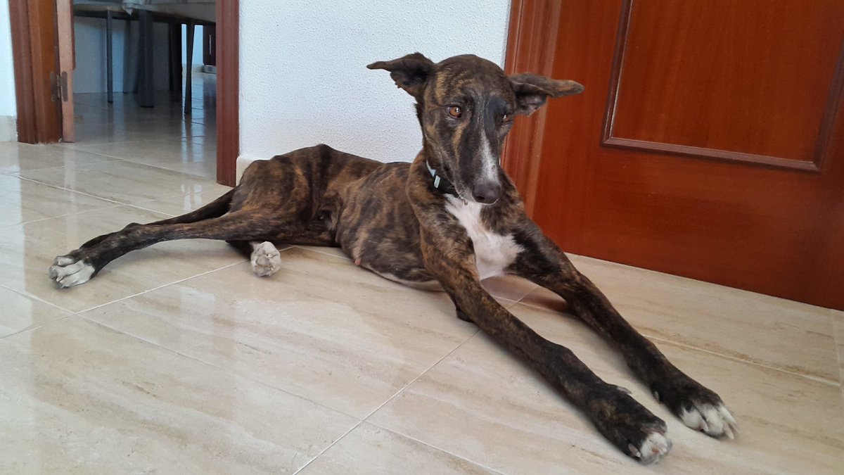 Encontrada galgo de 1 añito en Cádiz. Merece una segunda oportunidad, quieres dársela? Privado para + info. #adopta