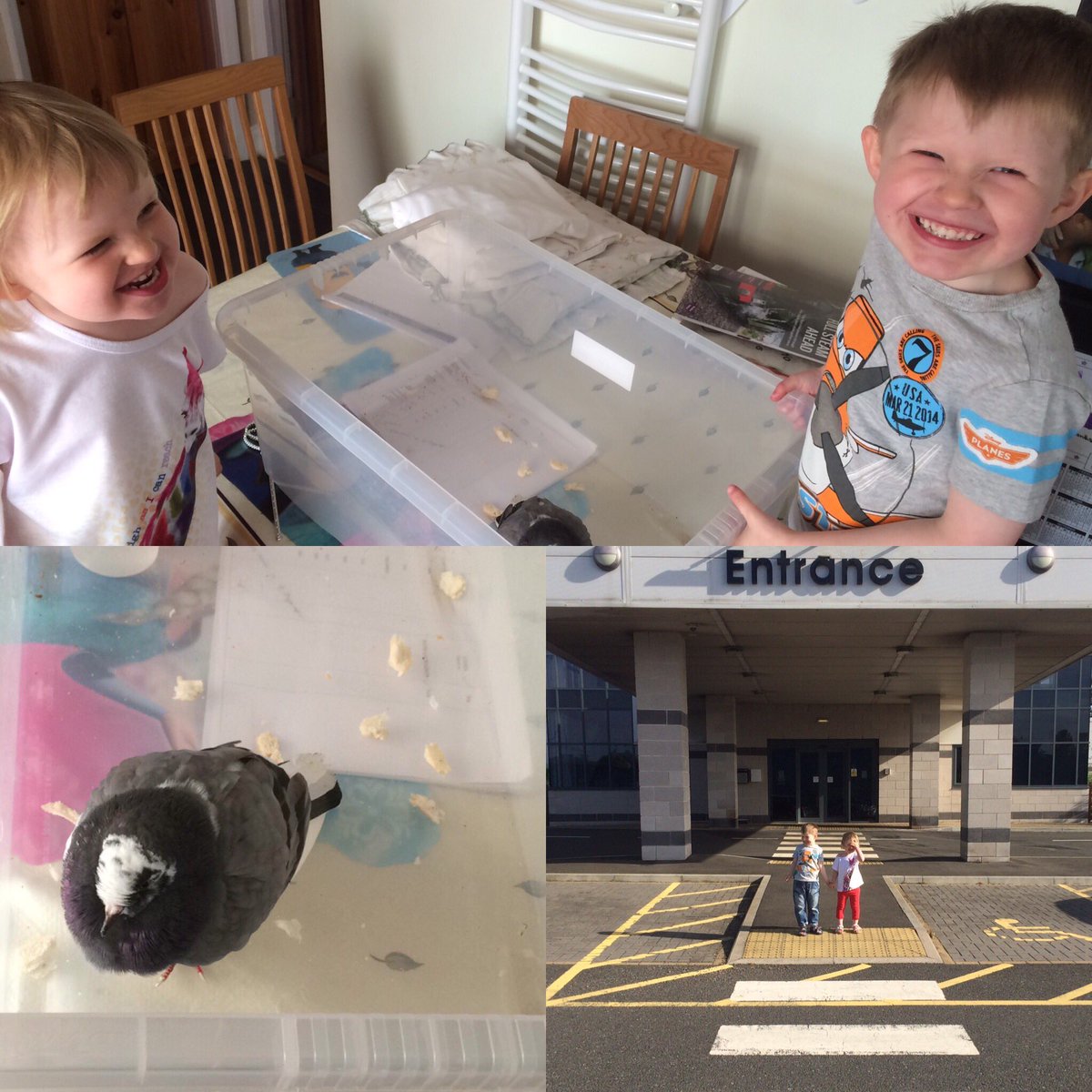 Pidgeon Rescue 🐦🐦#aspiringfutures #myfamilyvets #tiredracingpidgeon #caringkids #gooddeedoftheday