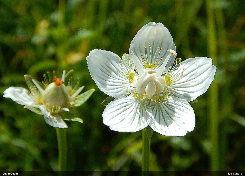 Gada augs 2016 - purva atālene - jau zied un ziedēs līdz pat septembrim! Ziņo dabasdati.lv dabasdati.lv/lv/article/lai…