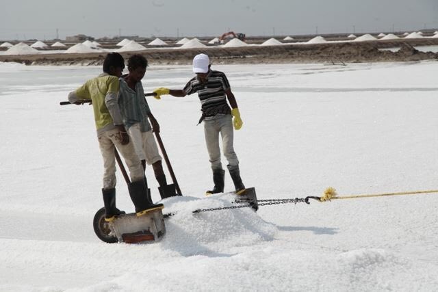 InfoGujarat's tweet image. #SaltProcessing #Morbi #Gujarat (visit our Facebook page for full story)