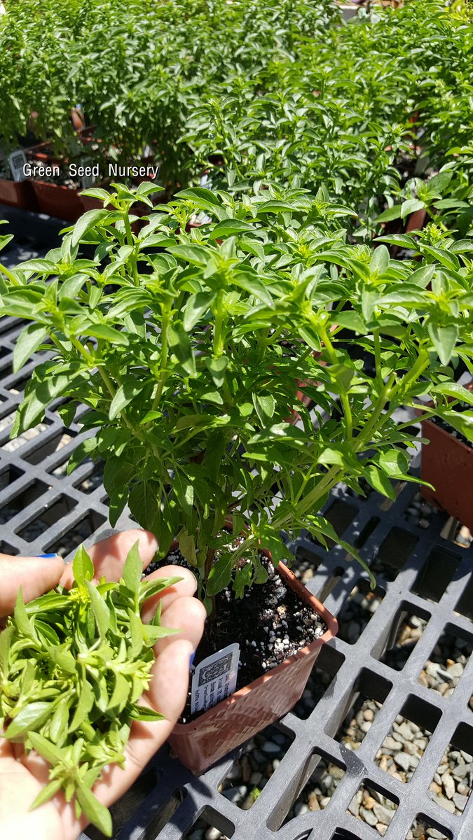 Terry_Chronistr's tweet image. Trimming herbs often keeps them lush, &amp;amp; every handful of cuttings is a steady supply of fresh herbs in the kitchen