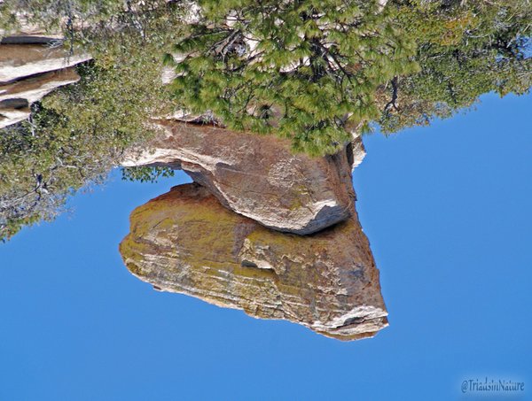 TriadsInNature's tweet image. I'm fixing to hit 4000 tweets!
Let's start a countdown ♥
#theymakemelookgood
#TriadAlert
#MarsRocks
#ShanatomyLesson