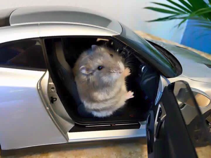 ハムスターがGT-Rに乗っている！？ｗｗｗ可愛すぎる画像ｗｗｗｗ