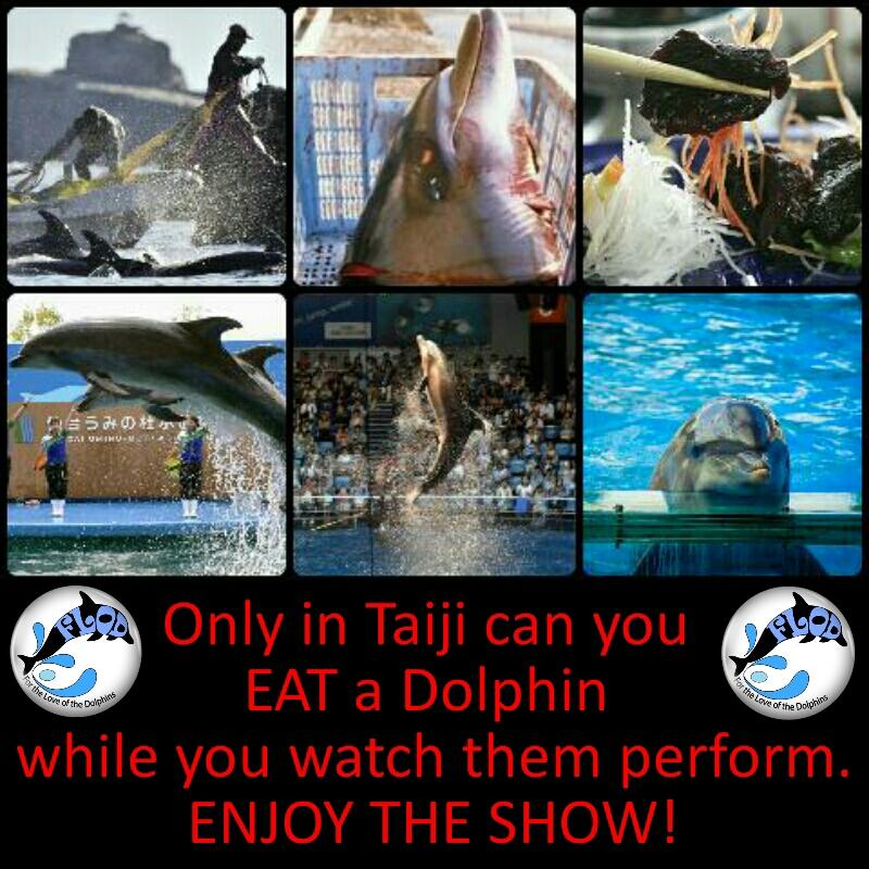 JodieHillier78's tweet image. Only in #Taiji #Japan can you EAT a #Dolphin while you watch them perform. STILL ENJOYING THE SHOW? #EndCaptivity