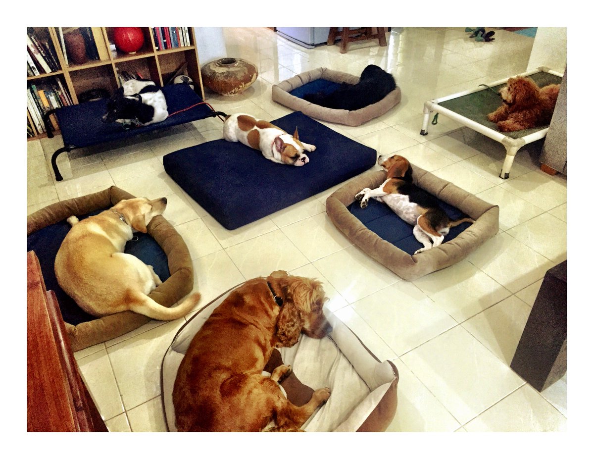 canineworld's tweet image. Lunchtime chill, with everyone on place... #phuketdogtrainer #traineddogs #calmdogs #placestay #happydogs