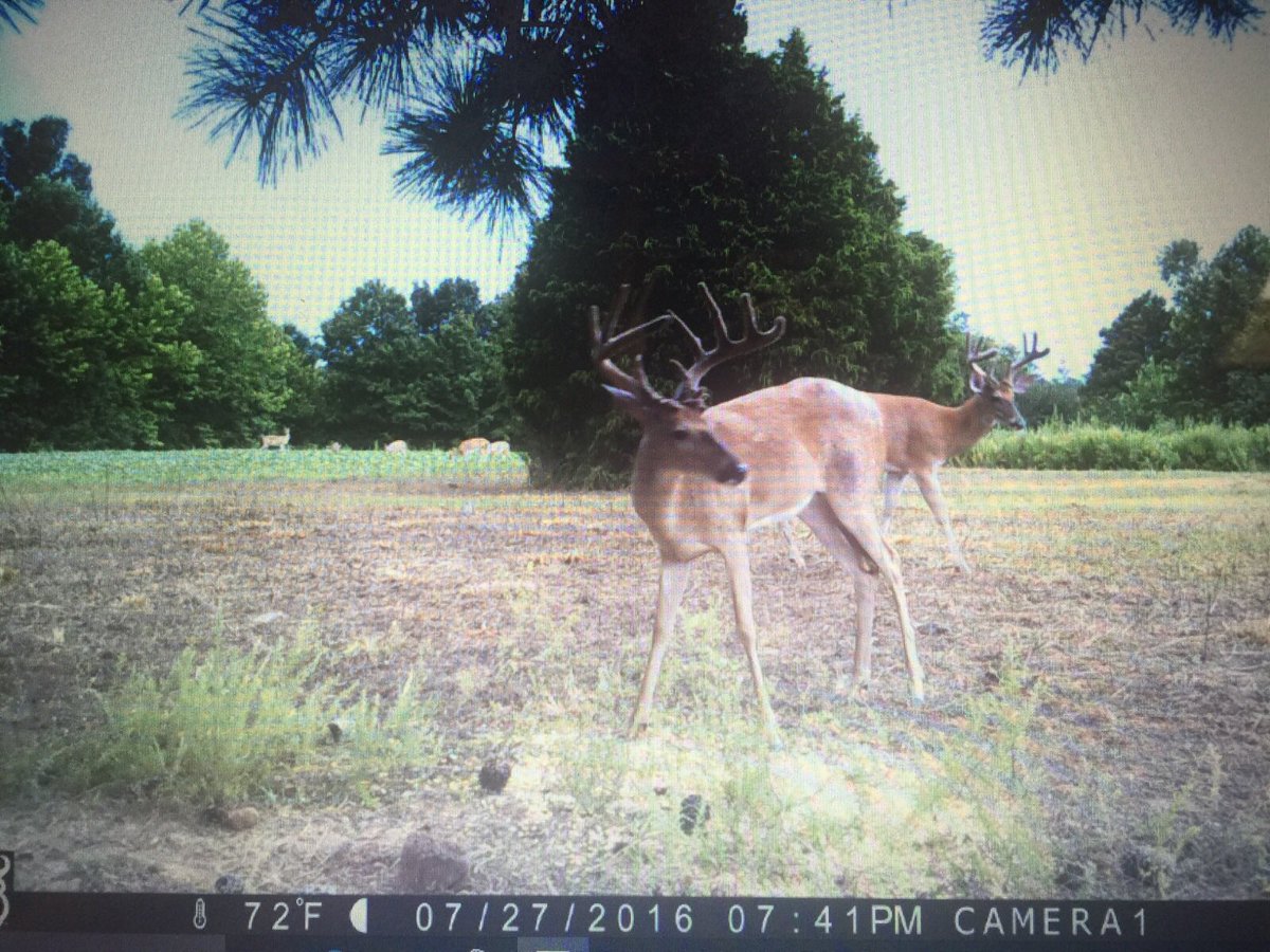 LongBeardMafia's tweet photo. We are working hard trying to prepare for the opener. Stay with us for some great video! #mossyoak #deerseason https://t.co/m9gJ24tjj0