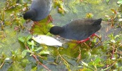 WildEarth's tweet image. black #crake eating #fish  live at #petespond. Visit @WildEarth bit.ly/wepetes