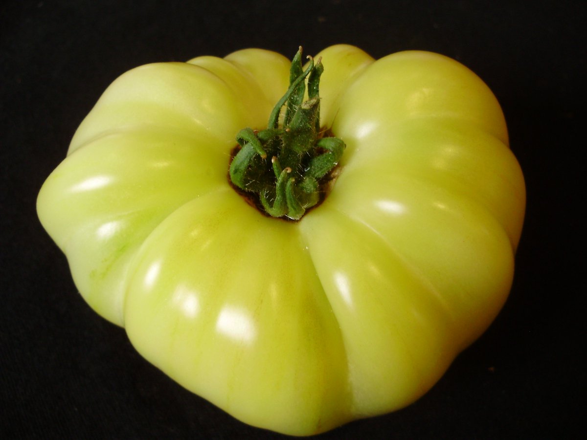 nickykylegarden's tweet image. #ATomatoADay White Queen. A difficult diva. Fascinatingly fruity. Would prefer a warmer #climate! #organic #peatfree
