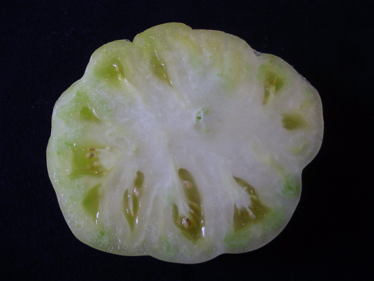 nickykylegarden's tweet image. #ATomatoADay White Queen. A difficult diva. Fascinatingly fruity. Would prefer a warmer #climate! #organic #peatfree