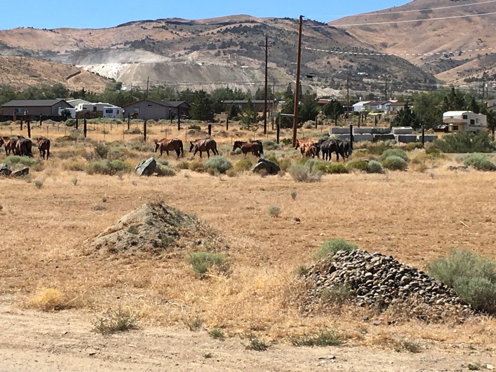 DennisHof's tweet photo. I love nevada the wild horses  just leaving the back of the @bunnyranch  wild horses, wild hot girls #horses https://t.co/3SsLiUcxuV