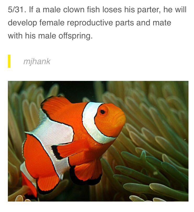 hecbabyxo's tweet photo. Finding Nemo 3 unexpectedly dark twist
#FindingDory @findingdory #findingnemo3 https://t.co/rAH1Y7DRuH