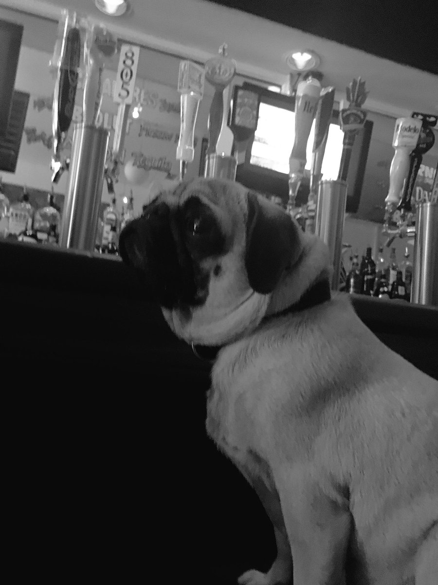 SpencerTDeVine's tweet photo. le triste chien qui était très triste #fb https://t.co/OBa5y2QCF9