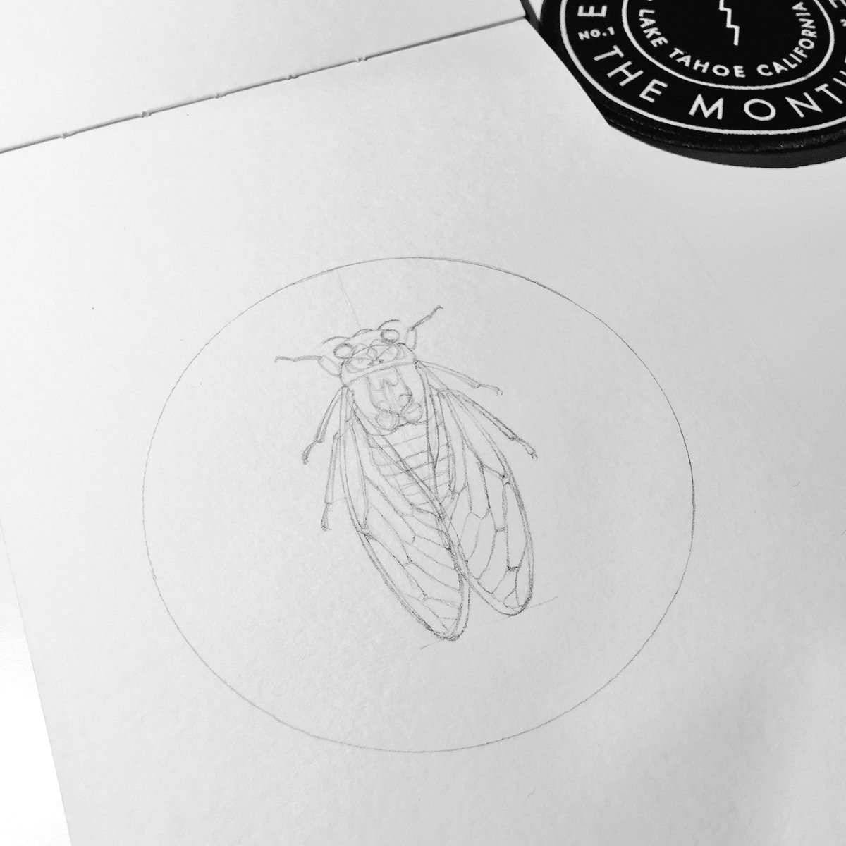 tiantianxu's tweet photo. Cicada WIP (79/100)
Inspired by a song "7 day cicada" by Lite #100daysofcolor #100daysofcolorbytx #the100dayproject https://t.co/BQr9Zo7yFA