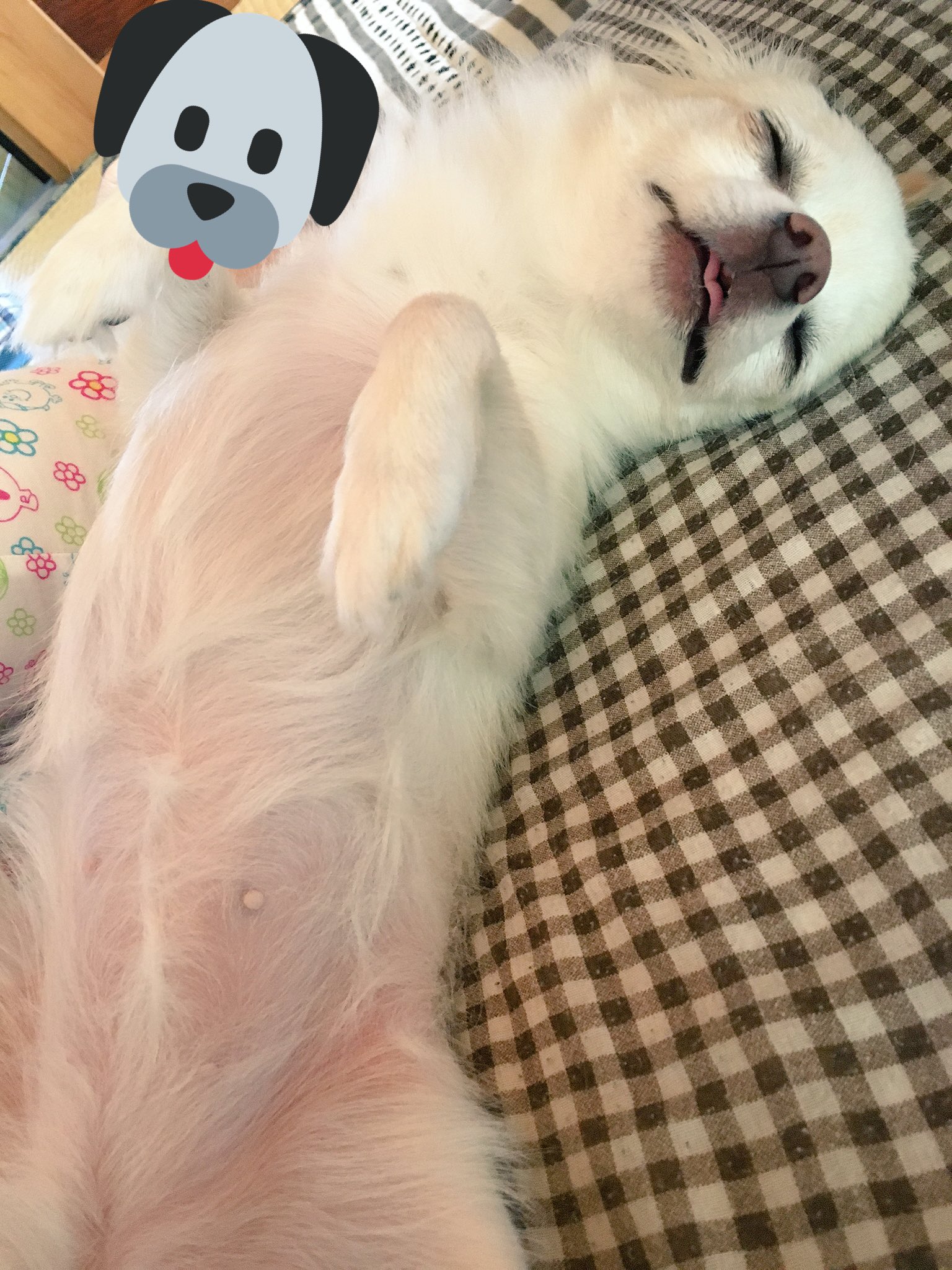 出っ歯花ちゃん Chiwawahanachan Twitter