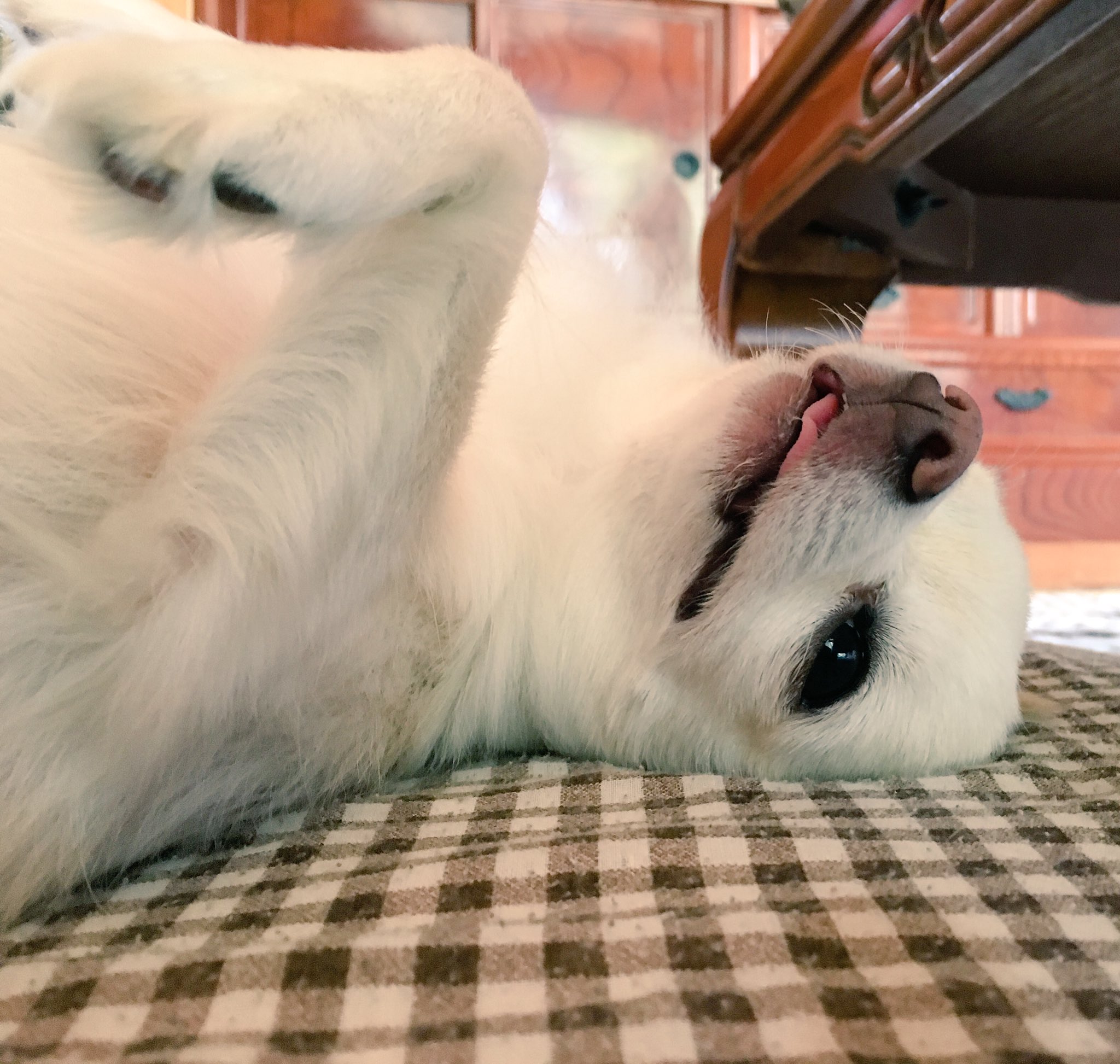 出っ歯花ちゃん まんまる頭 Chihuahua チワワ オーバーショット T Co 78dkepkfpm Twitter 出っ歯花ちゃん まんまる頭 Chihuahua チワワ オーバーショット T Co 78dkepkfpm Twitter