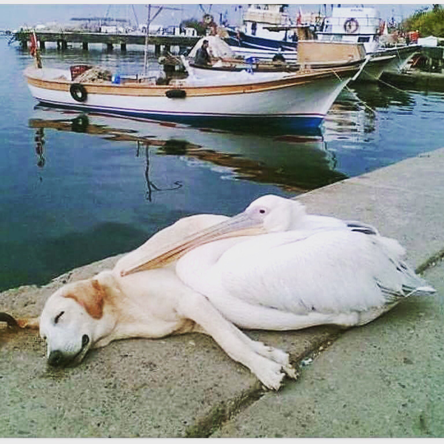 Пеликан смешной