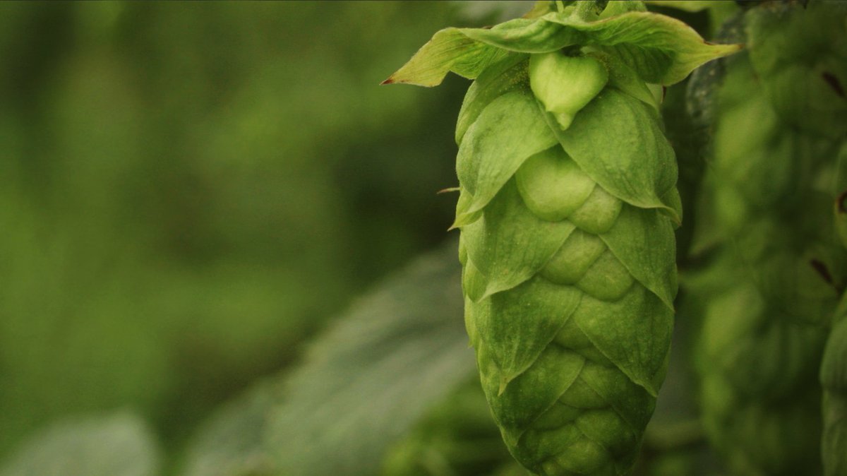 amsterdambeer's tweet photo. The bit of rain today is just what our favourite #Ontario crop, fresh bines of hops, needed today #fresh #autumnhop https://t.co/5Odk0M6EEf
