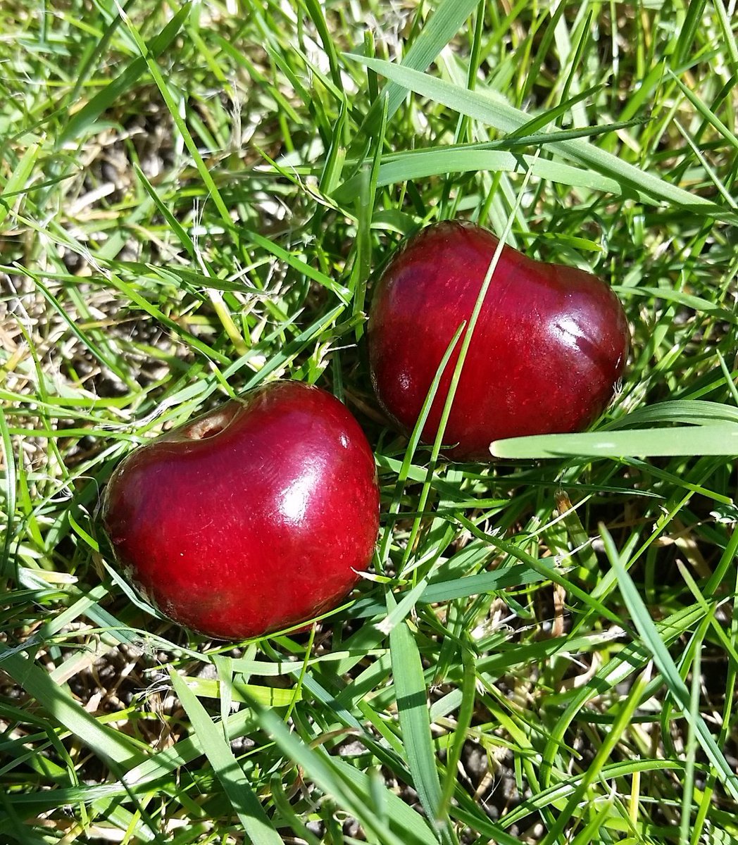 UhligCorinna's tweet photo. #cherries #alongmyway
#sweet #dulce #postre #dessert #dessertporn #fruits #fruit #frutas #behealthy #befit #vegan https://t.co/imteGNq1Pm