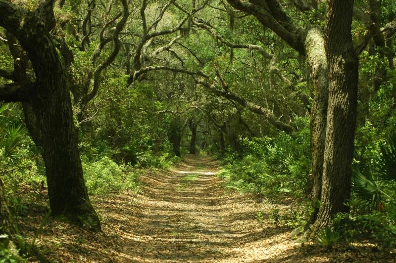 WhereFirstCoast's tweet image. A8: Camping on @CumberlandIslNP would be out of this world! #FLTravelChat wheretraveler.com/atlanta/wild-h…