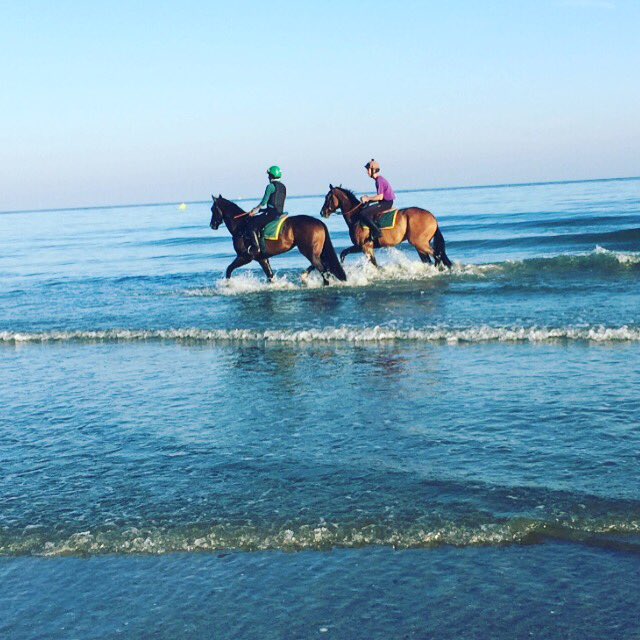 RathaskerStud's tweet image. Lovely shot of our Harbour Watch, Dolokhov, enjoying Deauville! Was 2nd on Sunday to unbeaten Frankel 2yo Toulifaut