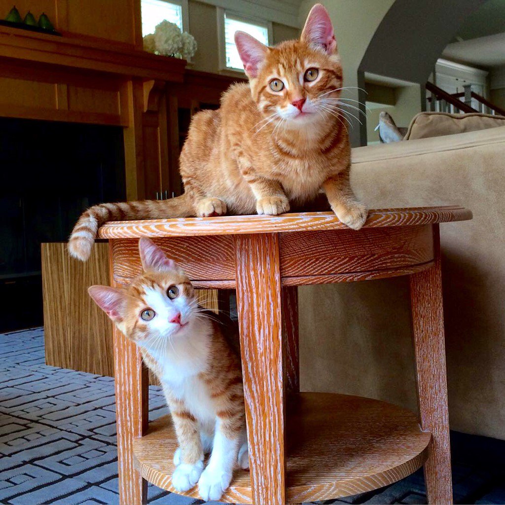 The Cult Cat tweet media