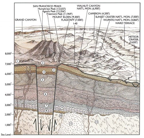 download calreticulin second edition