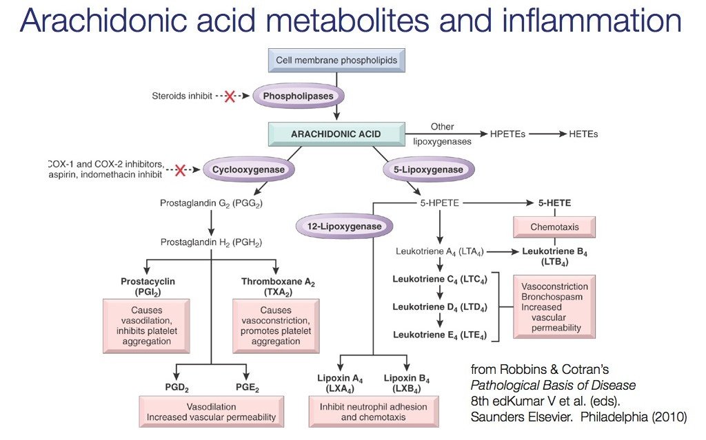 Dena Stoneburner On Twitter Quot Arachidonic Acid Metabolites