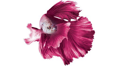 Cómo cuidar un pez betta animalesmascotas.com/como-cuidar-un…