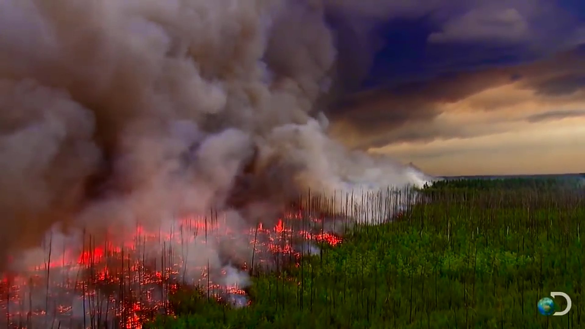 道端の小石 ゴジアオイという花 凄く興味深い性質だったので紹介 植物界のサイコパス と称している方もいて ピッタリだと思いました とても好きです T Co Te493kmwcn Twitter