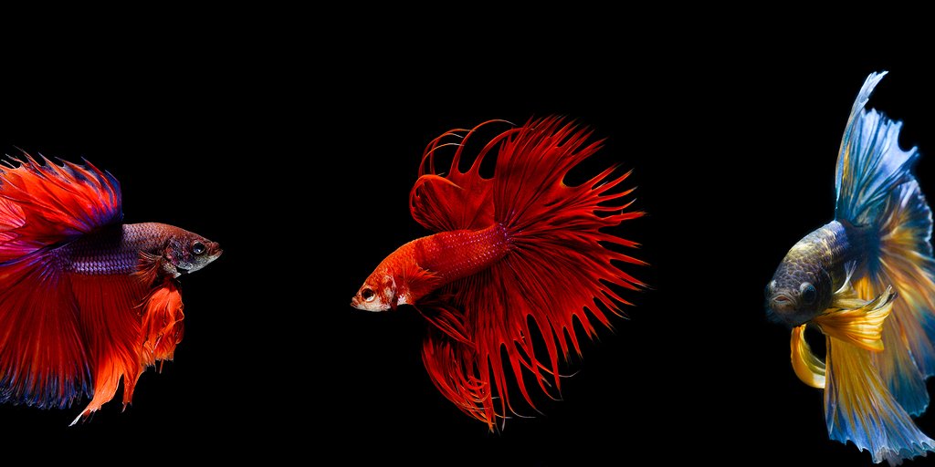Lenovodc's tweet photo. Explore new depths at #IntelIDF. Explore Redfish + @Intel Rack Scale + our servers. #Booth610 #LenovoAtIDF https://t.co/mkzs68fGKv
