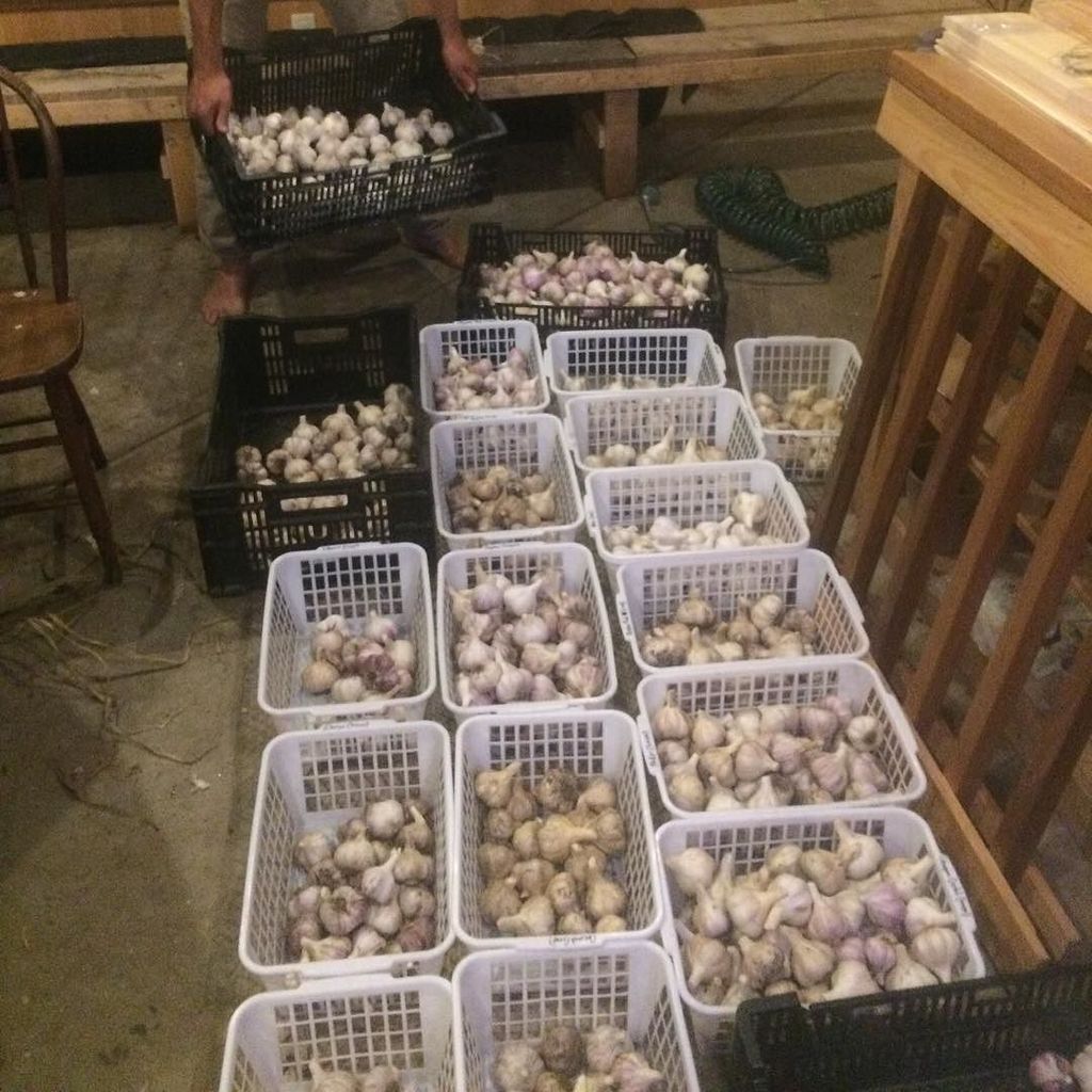WhiteOakGourmet's tweet photo. It wasn't all #R&R #whiteoakpond #garlic #clean #organize #earningourkeep 😷#famiglia #organic #farming #smallfarms https://t.co/CLUpRQOxTS