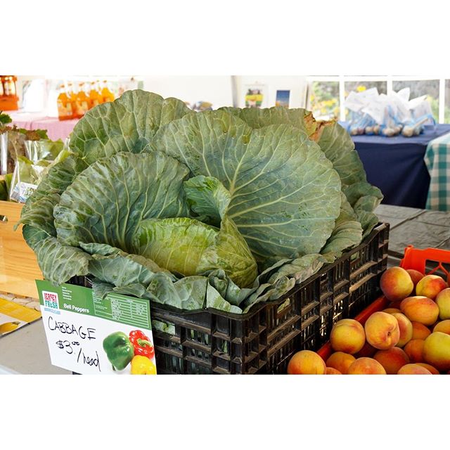 JerseyFreshNJDA's tweet photo. What's your fav way to eat cabbage? #JerseyFresh cabbage is available now for the picking https://t.co/9vGo5ev4GC https://t.co/G5dNiq8X6A