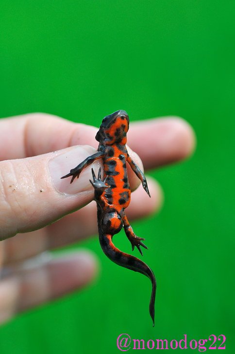 もも ヤモリとイモリ の違いは7割近くの人が知らないそうなので 左がヤモリでトカゲやカナヘビと同じ爬虫類で 家屋などで暮らし家の中でもよく見られます 右のイモリ アカハラ イモリ は田んぼや沼など水中で暮らす両棲類で カエルに近いです T