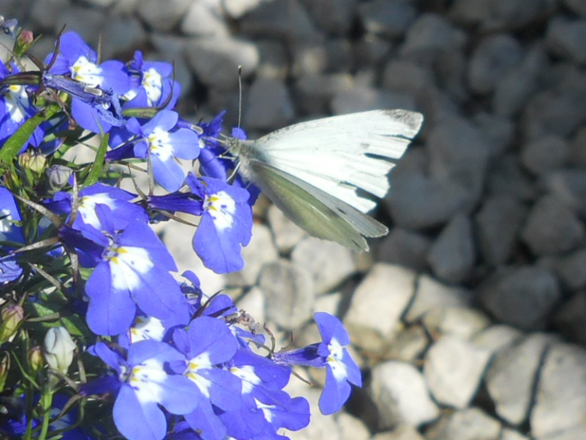 @OllyverTweet A truly beautiful and most welcome visitor to my garden today. #SummertimeAndTheLivingIsEasy